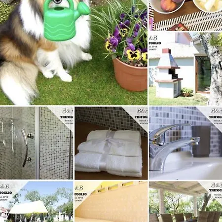 Trifoglio Bancali Couette-café